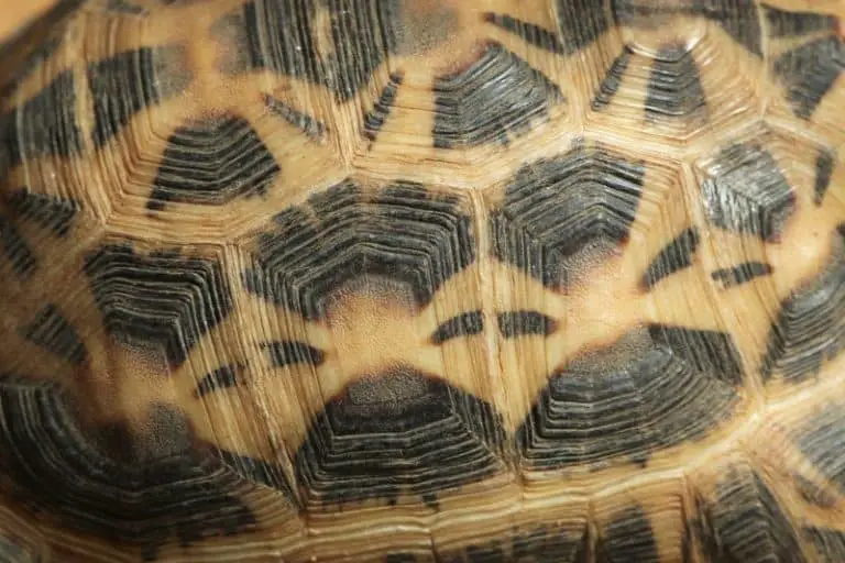 Tortoise Shell 14 Facts You Should Know Explained Cool Pets Advice