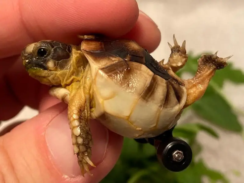 Tortoises & Turtles With Wheels