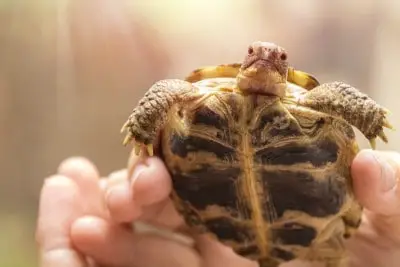 Before You Touch a Tortoise: 8 Facts You Should Know (Explained)