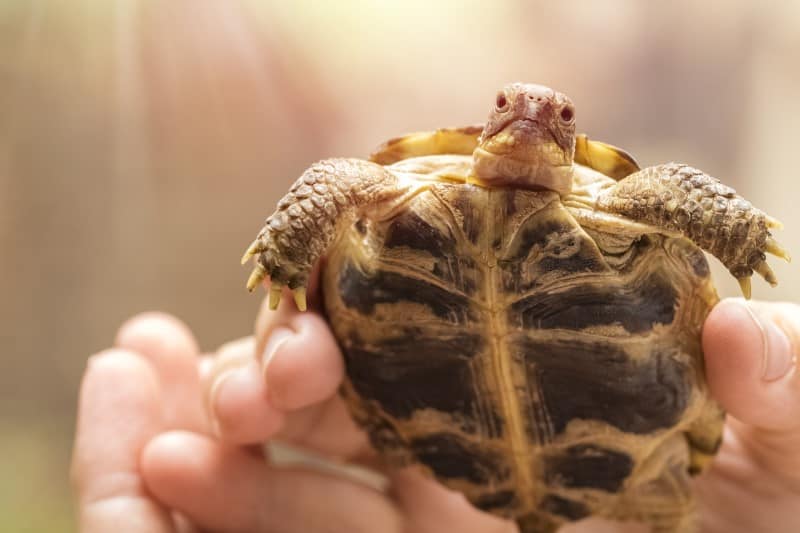 Touch a Tortoise
