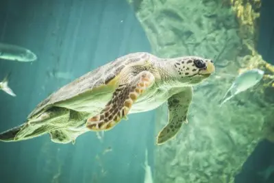 How Turtles Can Swim but Tortoises Don’t? Facts You Should Know