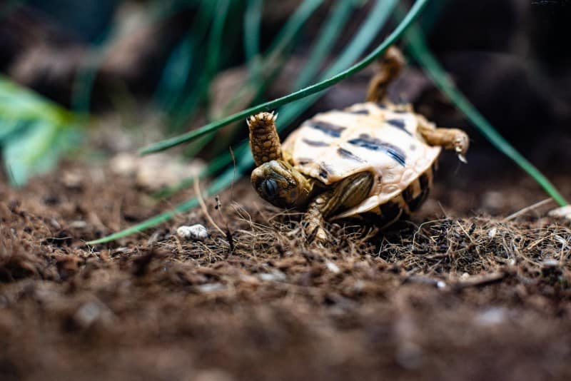 Upside-Down Tortoise Turn Itself Over