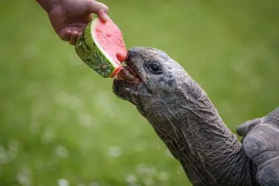 What Do Tortoises Eat: 23 Facts You Should Know (Explained)