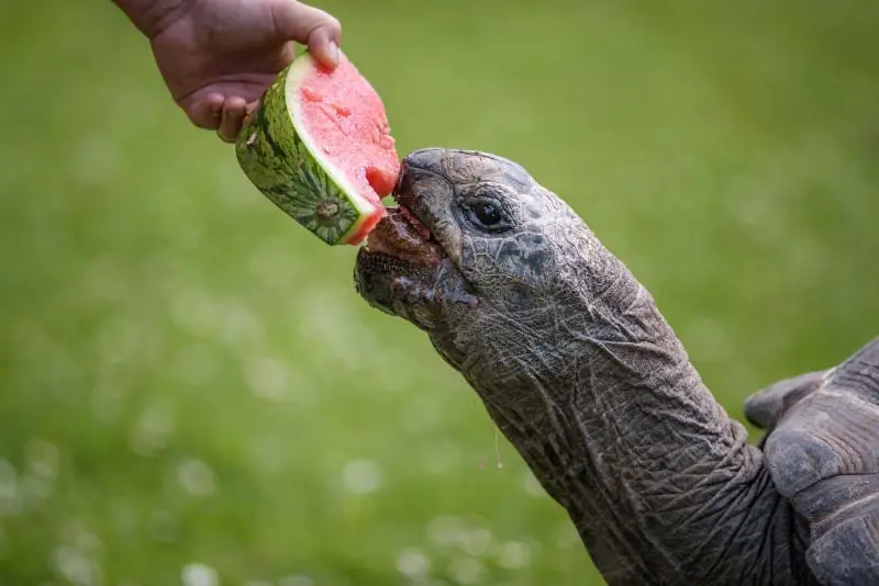 What Do Tortoises Eat