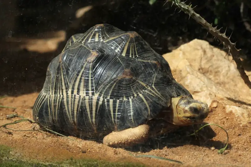 What Makes Tortoises and Turtles Reptiles