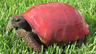 Paint a Tortoise’s Shell? Hell No! – Cool Pets Advice