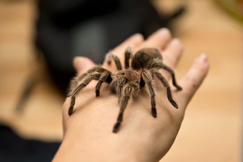 Are Tarantulas Intelligent