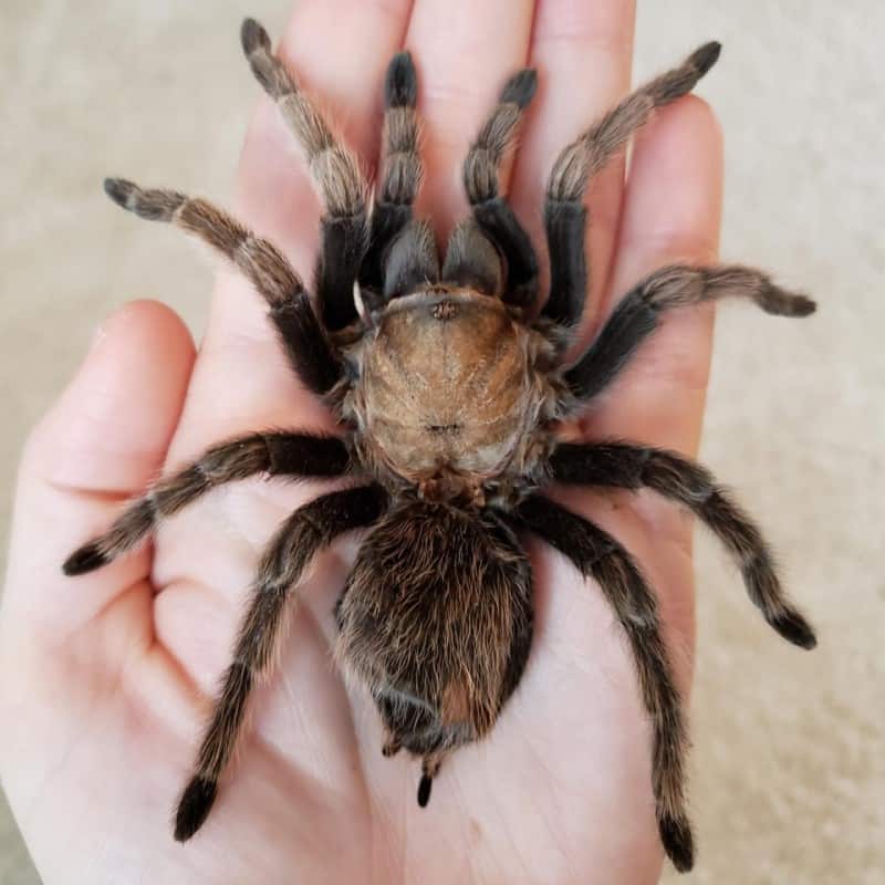 Arizona Blonde tarantula