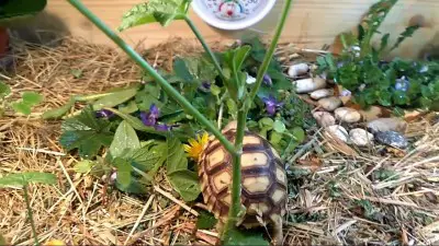 Safe garden plants for tortoises