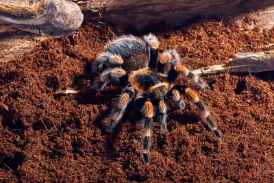 8 Best Tarantula Substrates In 2023 (Buying Guide & Review)