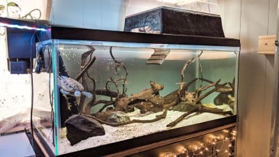 7 Best Turtle Tanks In 2023 (Buying Guide & Review)