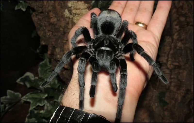 Brazilian Black tarantula