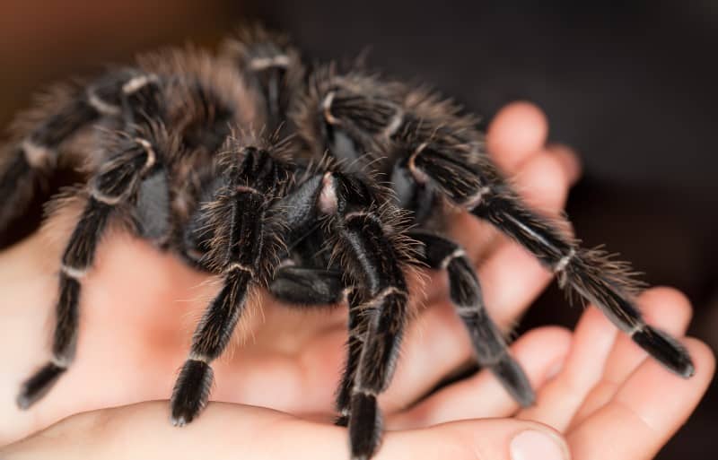 Brazilian Salmon Pink tarantula