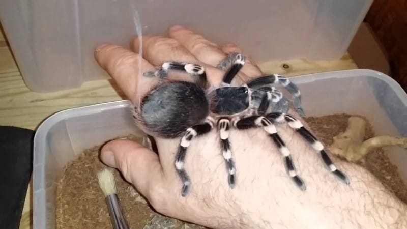 Brazilian White Knee tarantula