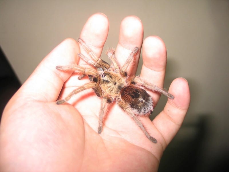 Chilean Gold Burst tarantula