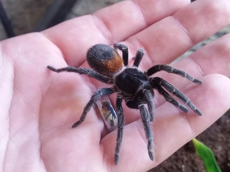 Chilean flame tarantula