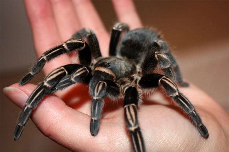 Costa Rican Zebra Tarantula