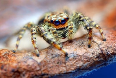 Do Jumping Spiders Bite