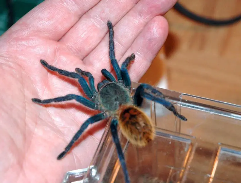 Green Bottle Blue tarantula