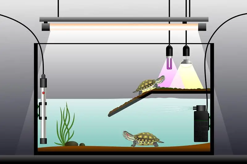 Heat Lamps and UVB Lights for a Turtle Tank
