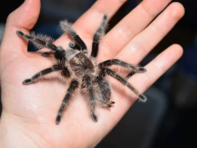 Honduran Curly Hair tarantula 