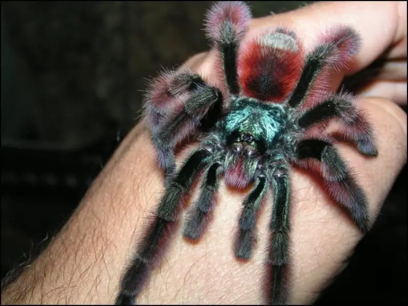 Martinique Red Spider