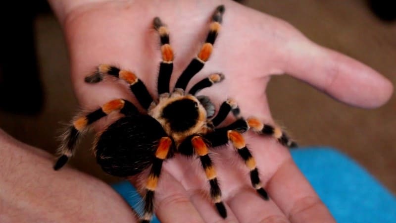 Mexican Bloodleg tarantula