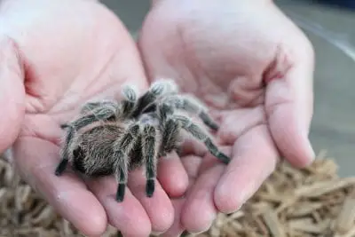 16 Best Pet Tarantulas for Handling: Beginner's Guide (With Pictures)