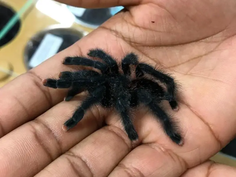 Pink Toe tarantula