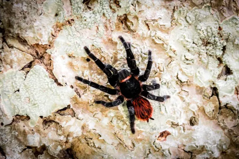 Tarantulas Vs. Spiders