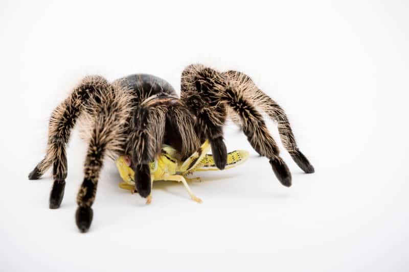 Where to Buy Feeders for Tarantulas