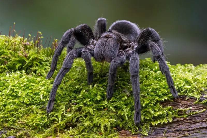 Where to Buy Tarantula Online