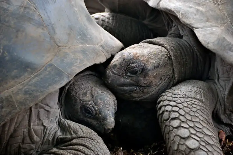 Why Do Tortoises Headbutt