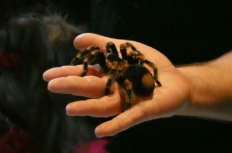 mexican red knee tarantula