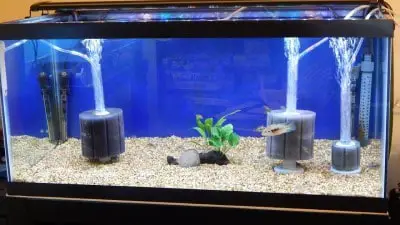 Best Filters for Turtle Tanks