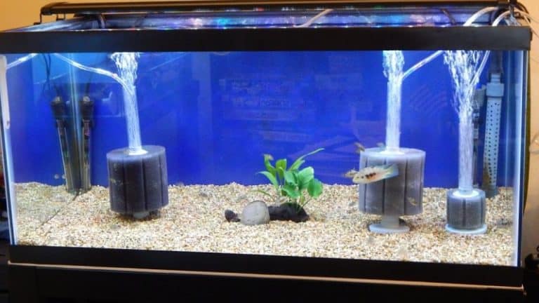 5 Best Filters for Turtle Tanks In 2023 (Buying Guide & Review) – Cool ...