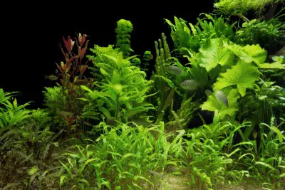 Best Plants for Turtle Tanks