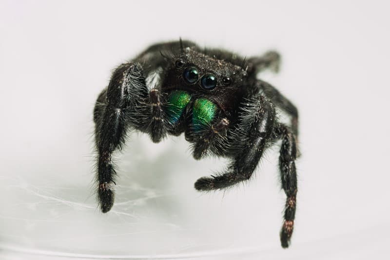 Bold Jumping Spider