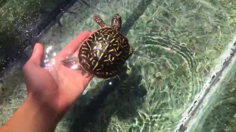 Can Box Turtles Swim? [Truth Revealed] – Cool Pets Advice