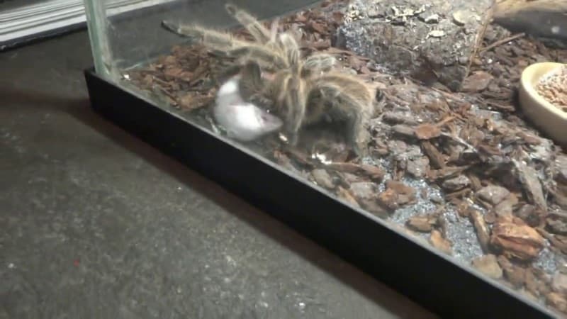 Can Tarantulas Eat Mice