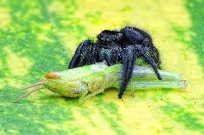 Feed Your Jumping Spider