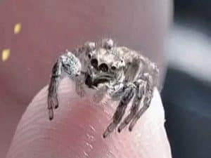 Pet Jumping Spiders: A Complete Guide for Beginners – Cool Pets Advice