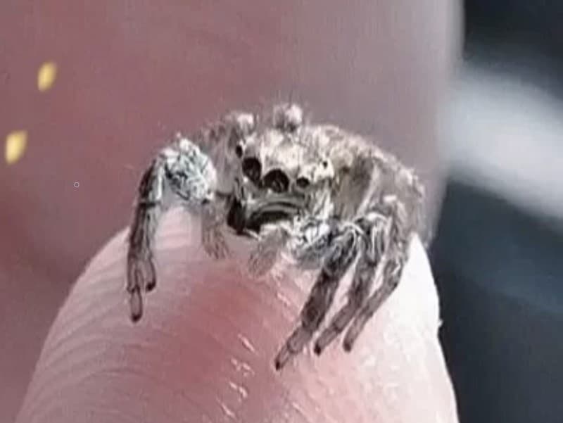 Handling Your Jumping Spider