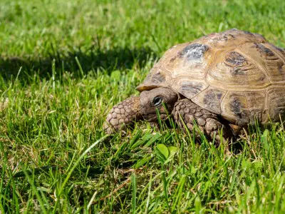 Keeping Tortoises Outside