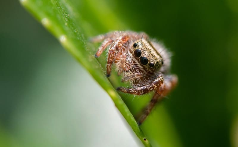 Tan Jumping Spider