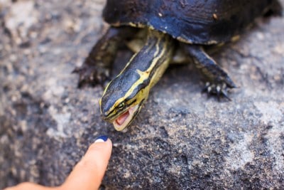 Turtle Bites: 12 Facts You Should Know (Explained)