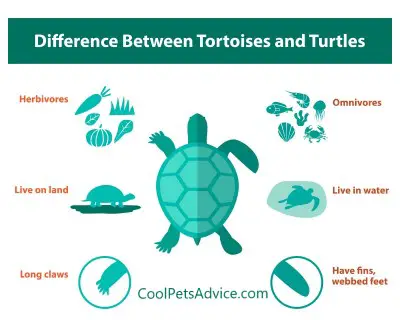 Turtles Vs. Tortoises, 6 Key Differences as Pets