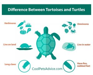 Turtles Vs. Tortoises, 6 Key Differences As Pets – Cool Pets Advice