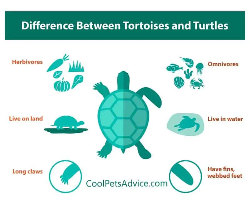 Turtles Vs. Tortoises