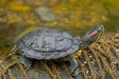 How Long Can Turtles Go Without Water?  [Truth Revealed]